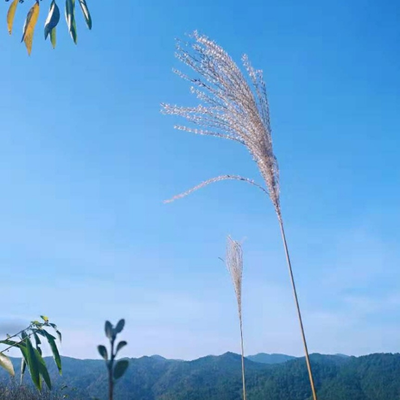 兔兔兔兔摇一摇