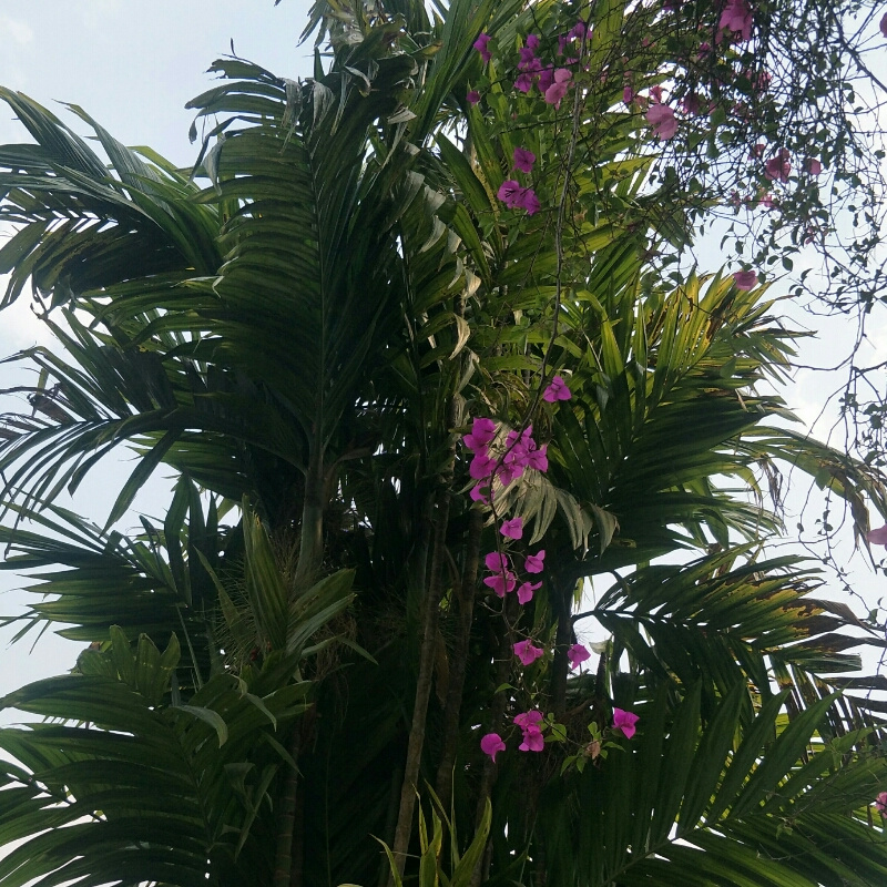 沙漠红柳