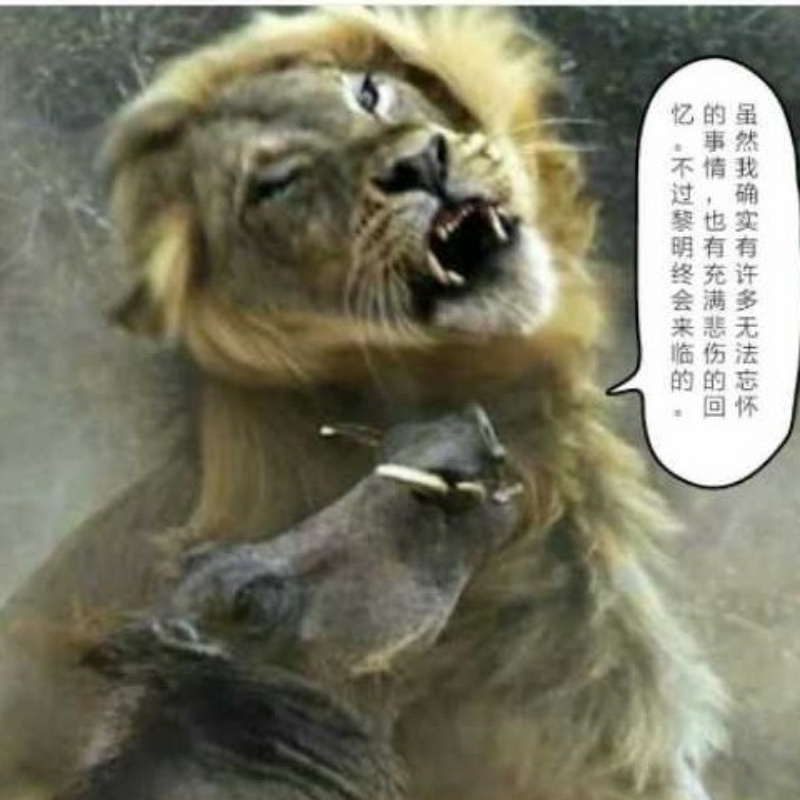 虎斑猫