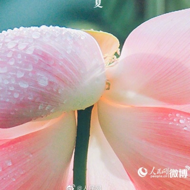 张田丰