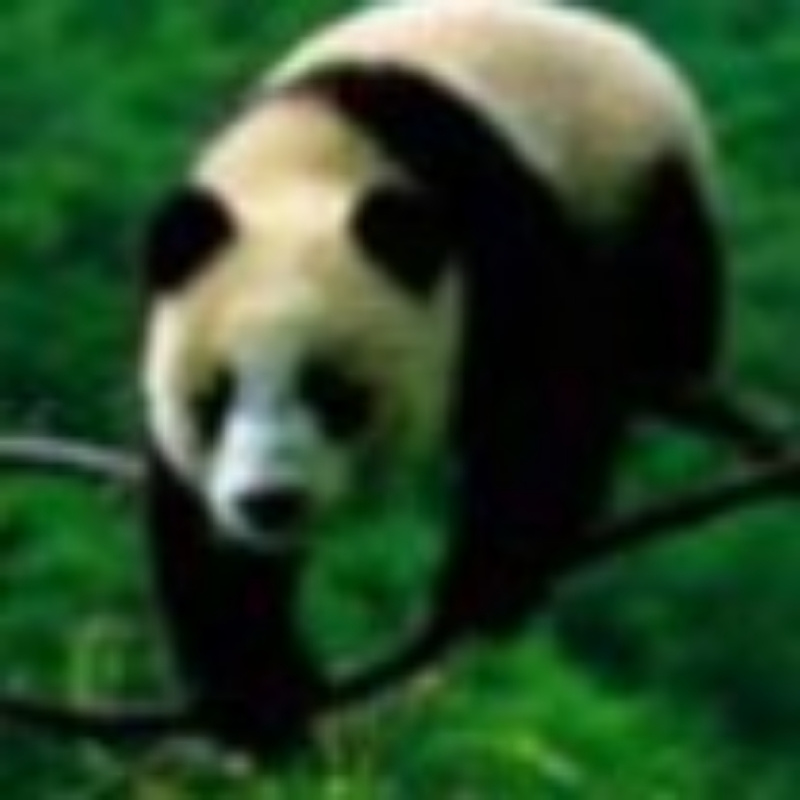梦中的明天.