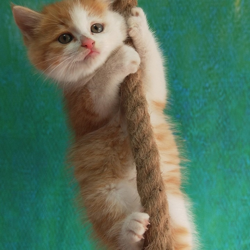 爬绳子的猫