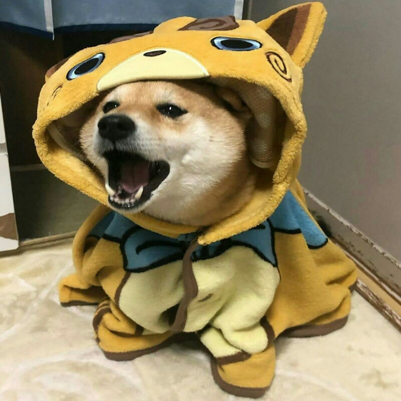 草凡媳妇儿
