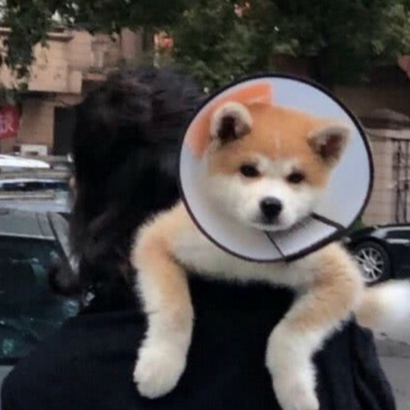 小春姐姐吖