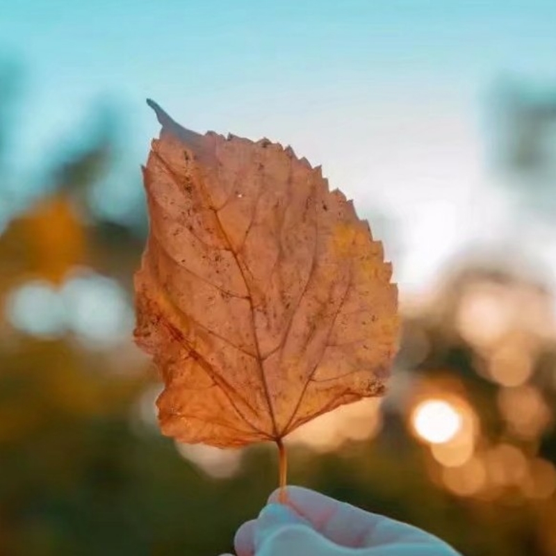 紫以惜为贵