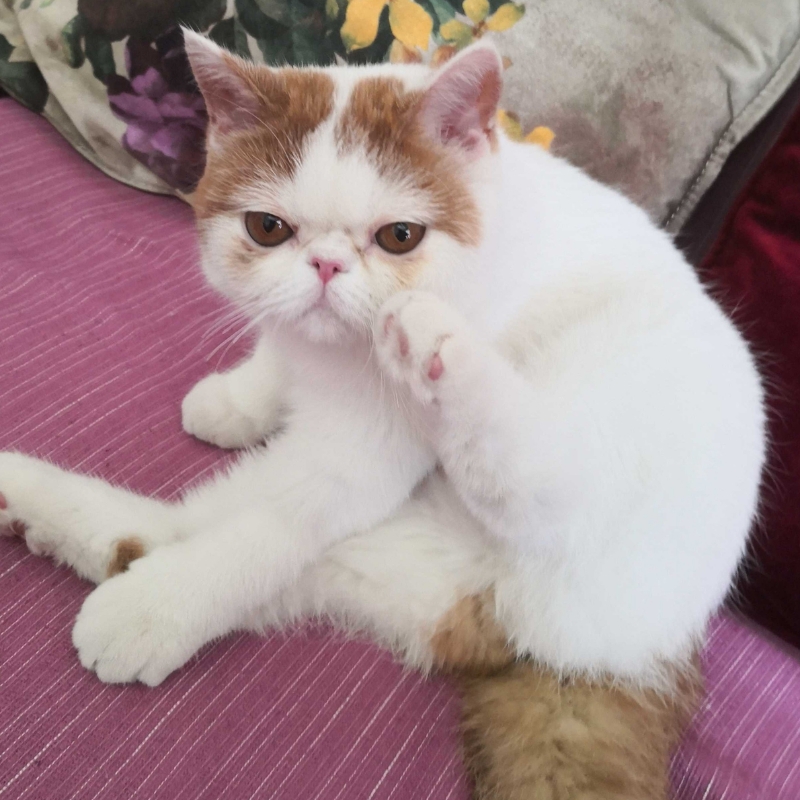 小毅来了