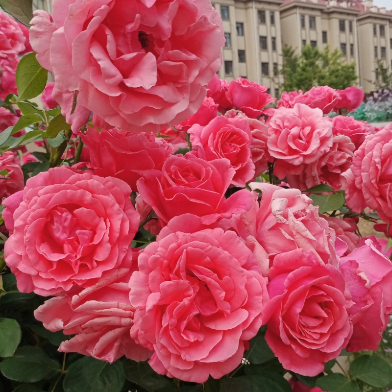 huohong68