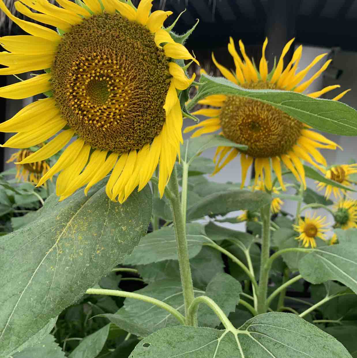 森小兔棉花糖