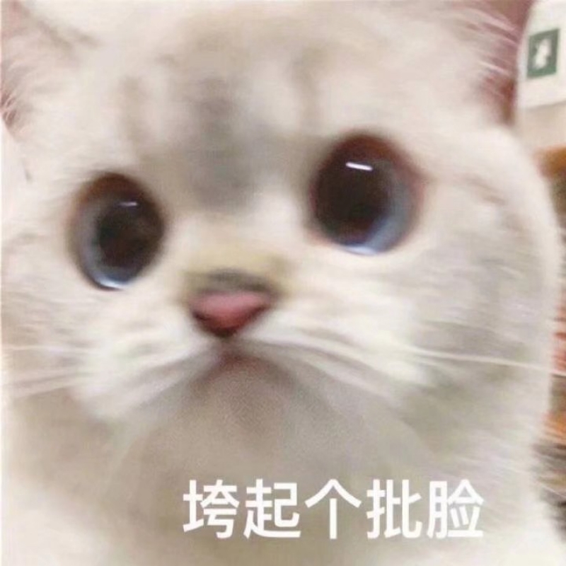 猫儿没有哭鼻子