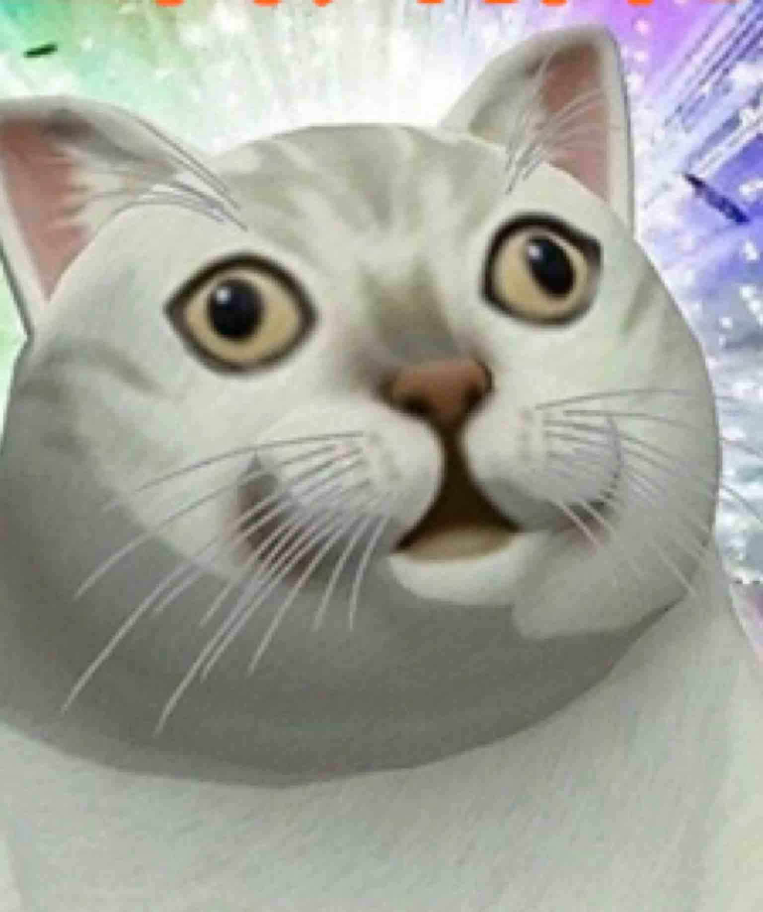 头条狮猫