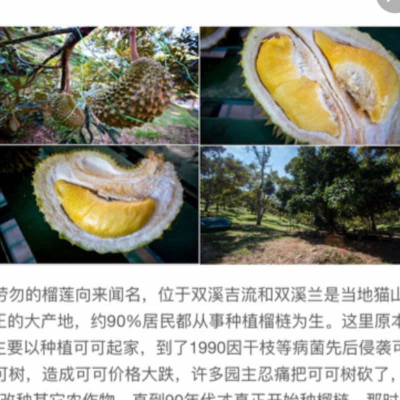 榴莲～山竹果皇