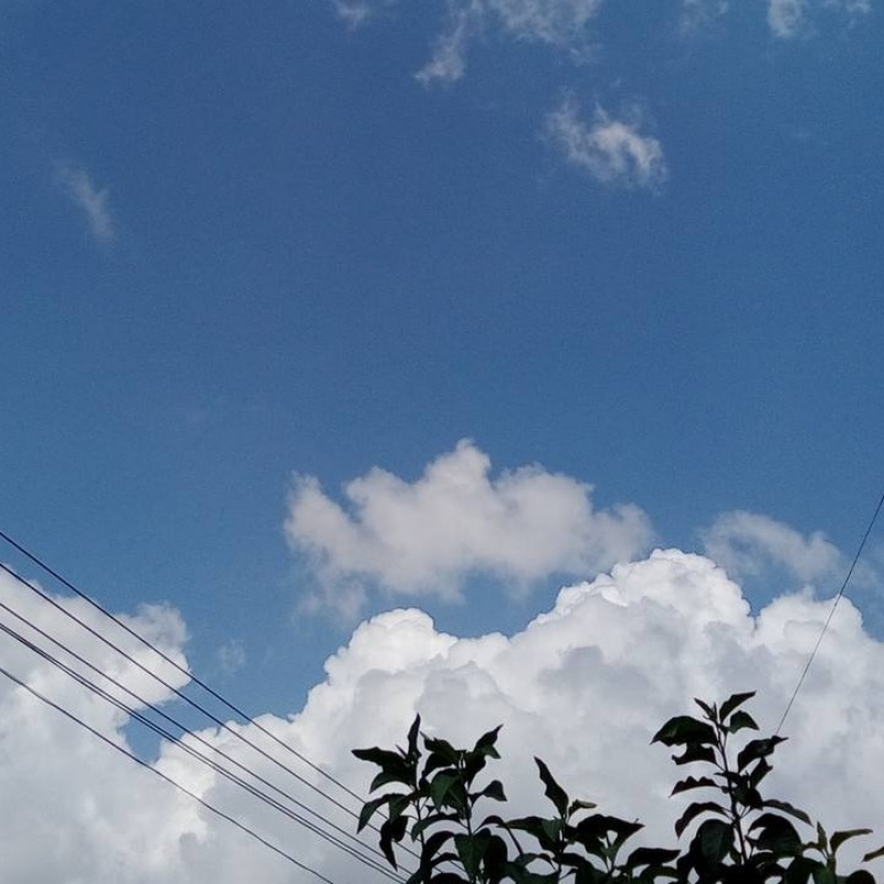 傲霜惯北枝