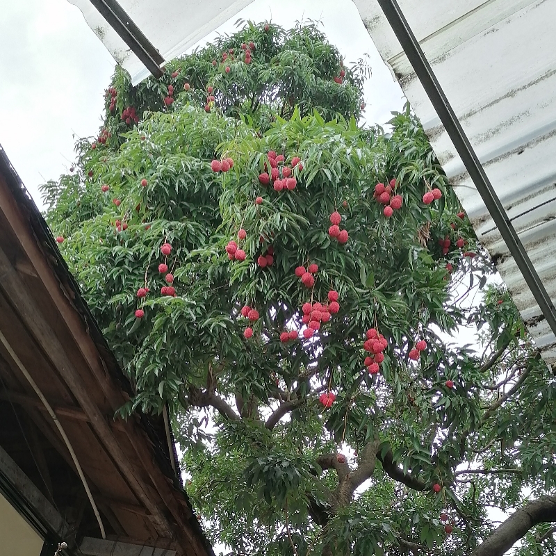 小宠物家族