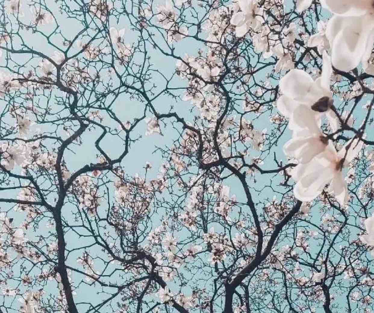 竹林夜听雨