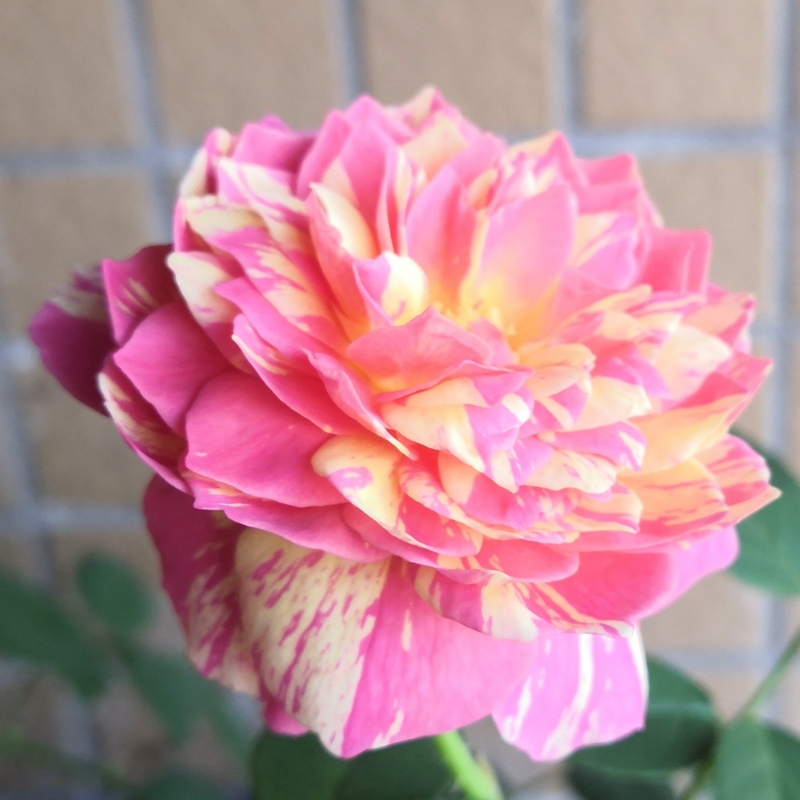 木鱼