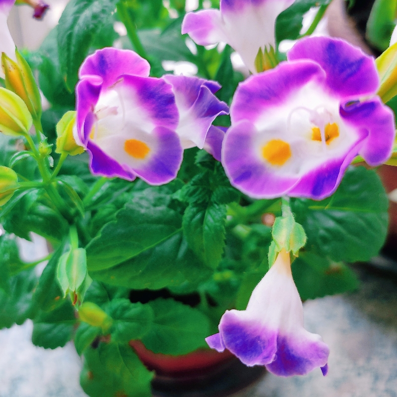 花雨生香HX