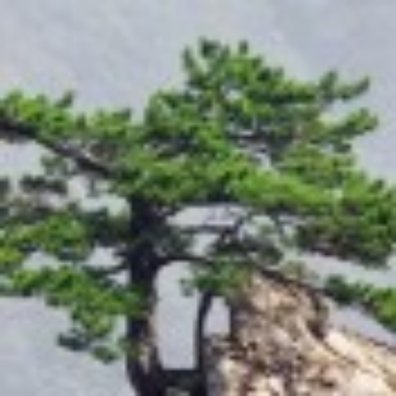 柏木牛
