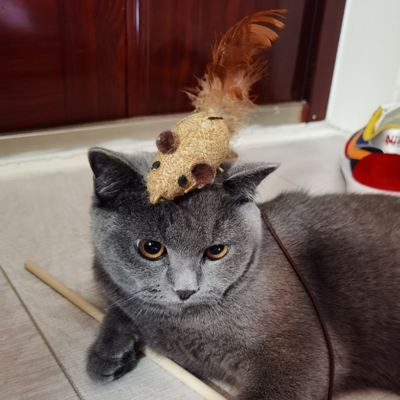 碧虎讲故事