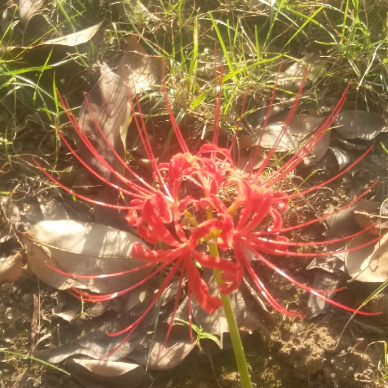 粉牙