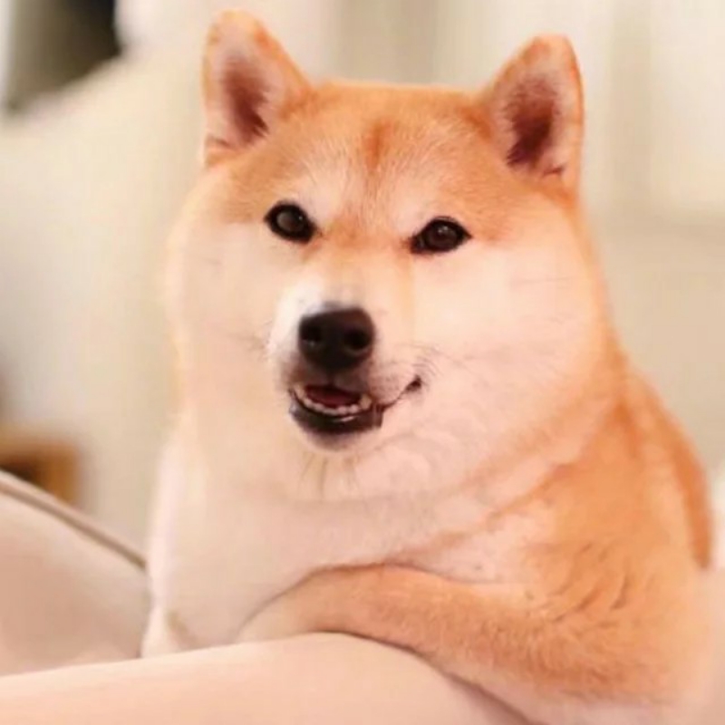 呆萌的小碗