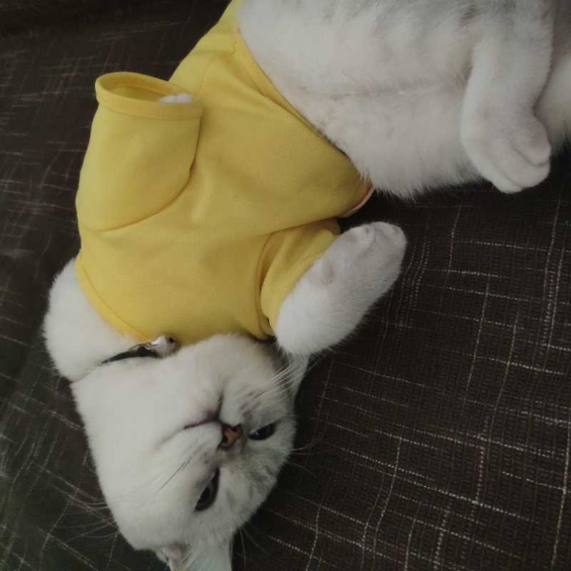 饭团猫太冷