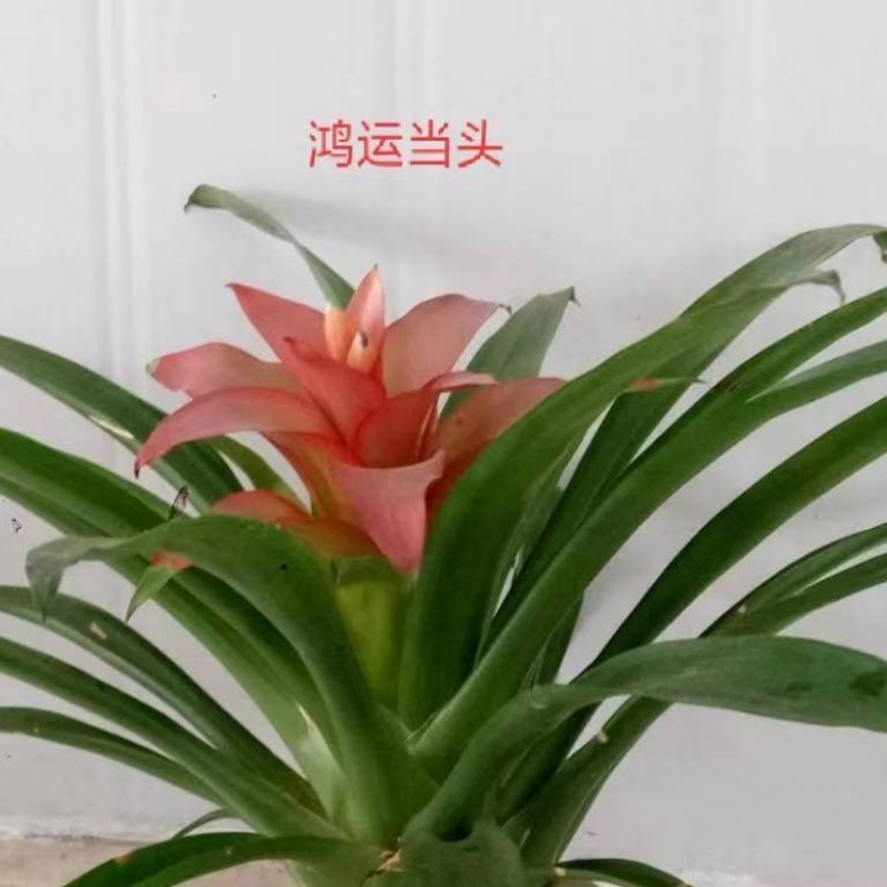 199xxxx6229虫虫