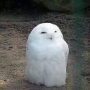 北方大王