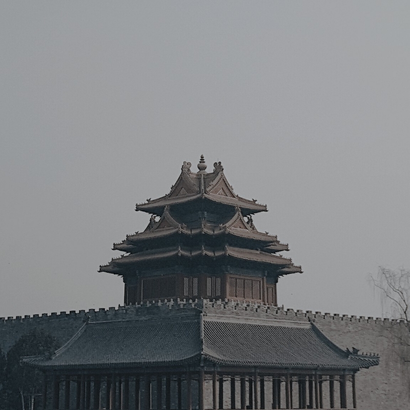 苎橘