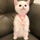 卟姌