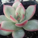 春暖花开