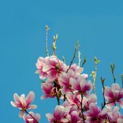 兔宝宝系列