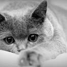 被丢弃的野猫氵