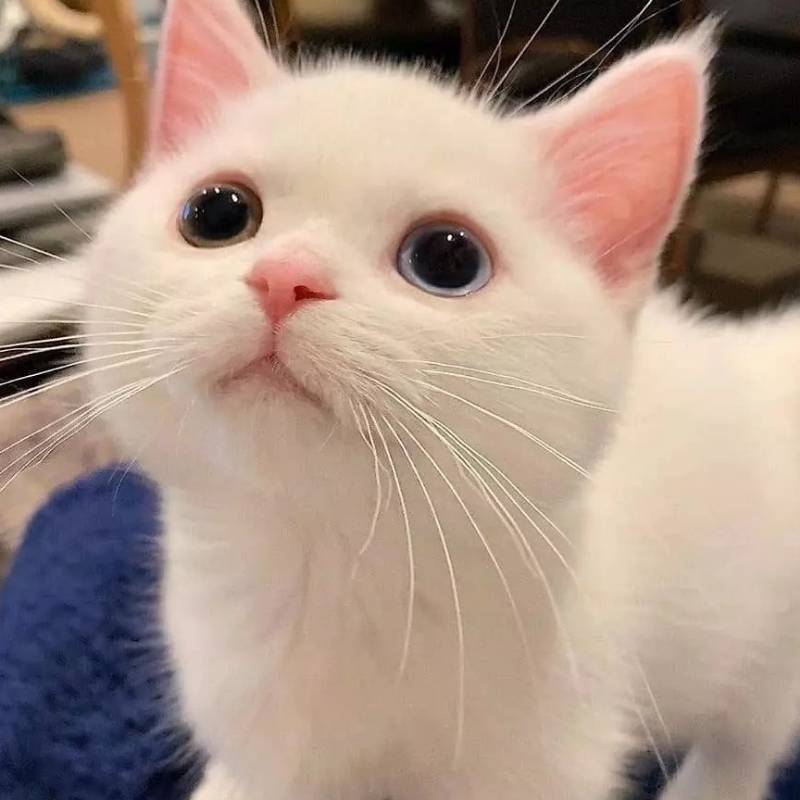 心软独一味