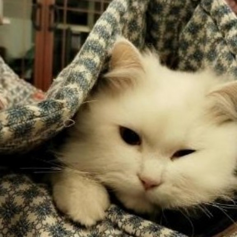走心猫咪＇不将就