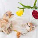 章*^_^TINA^_^*