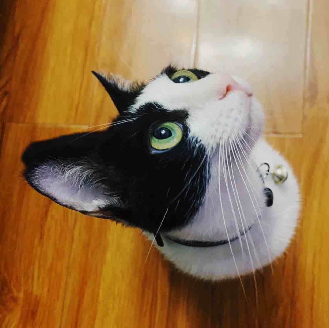 永久的圆圆