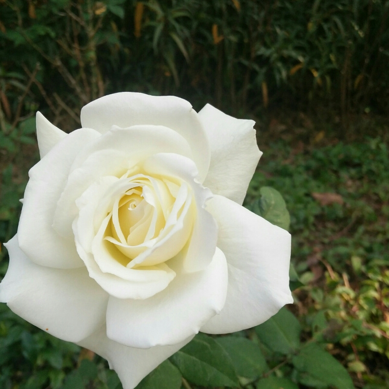 丽
