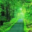 美巢