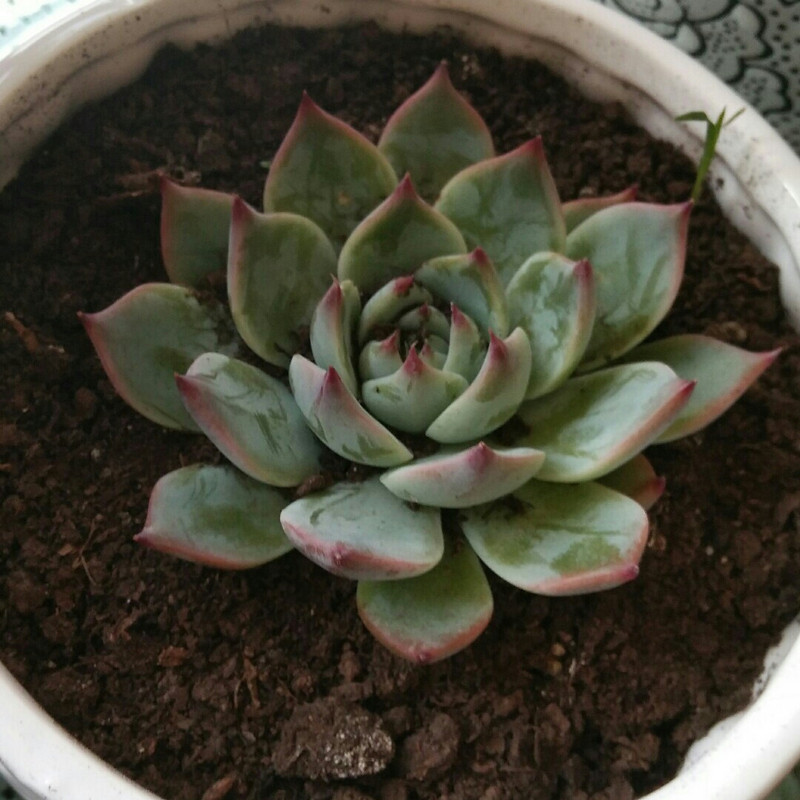 孤单的小木屋