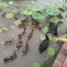 沉默是金