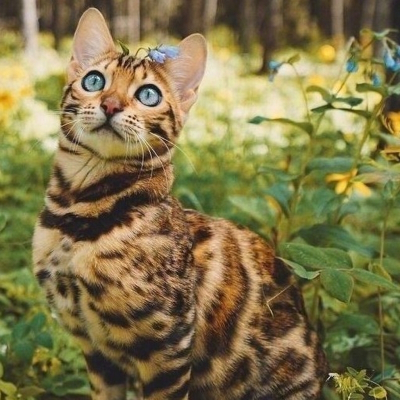 司马鹤予