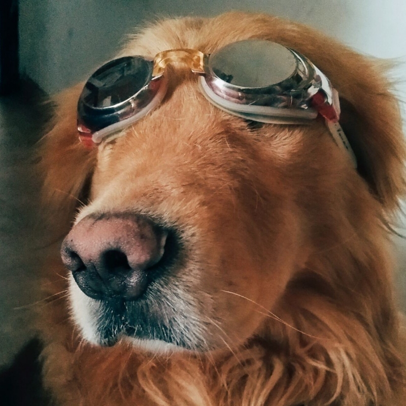 坦克狗