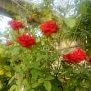 蝶恋花