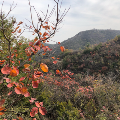 闻子老师解读朝花夕拾