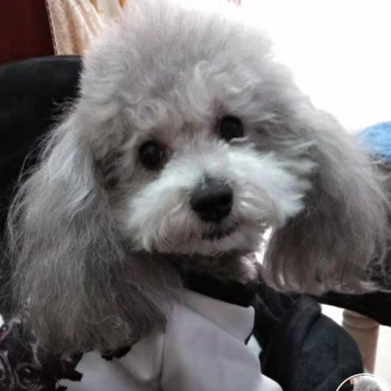 泡沫爱情