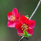 守望花开9