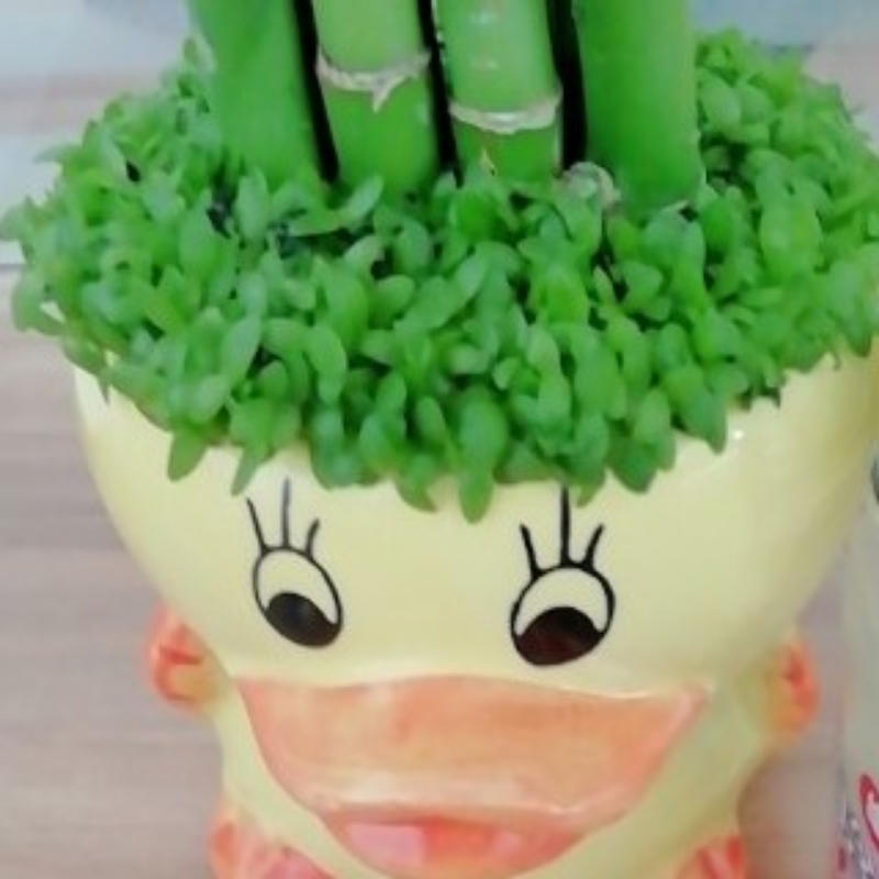 花开花落，花飞飞