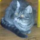 猫咪