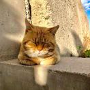 韩x9264