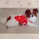 小熊狐狐